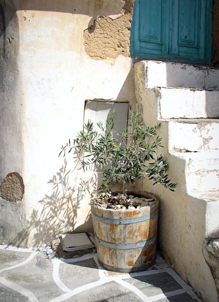 casa_olivo Orizzonte Natura