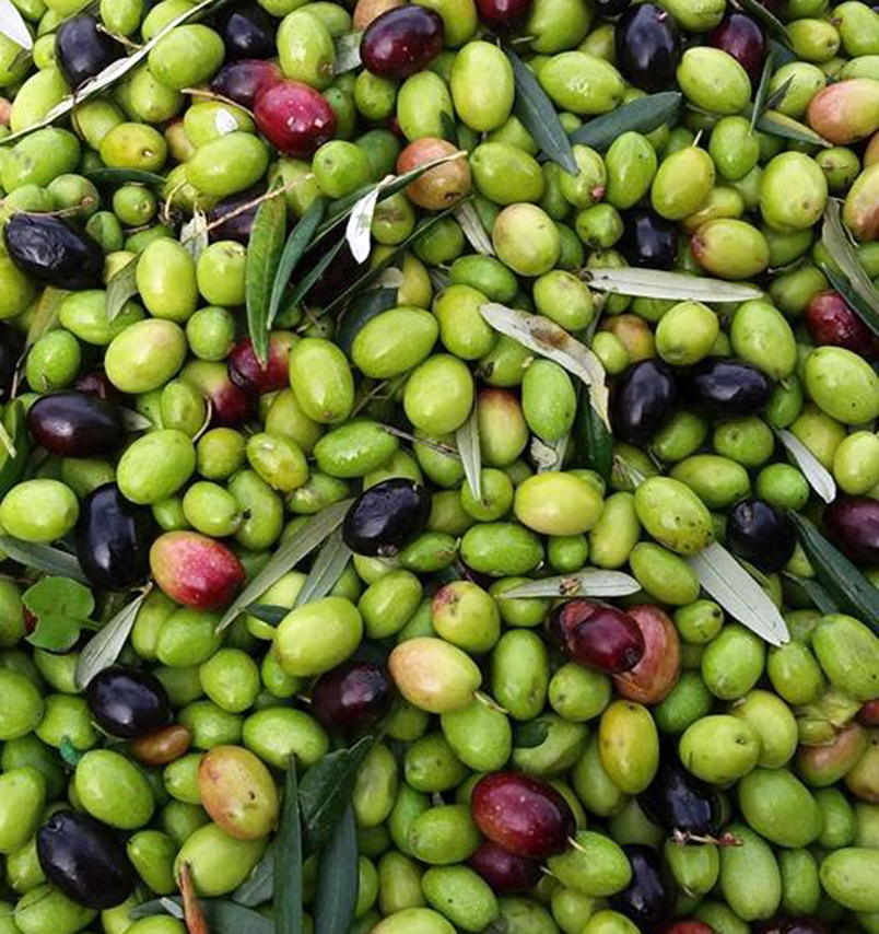 Le nostre olive