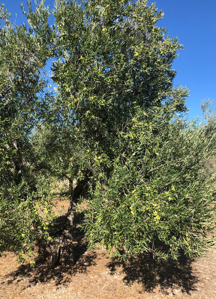olivo_azienda Orizzonte Natura